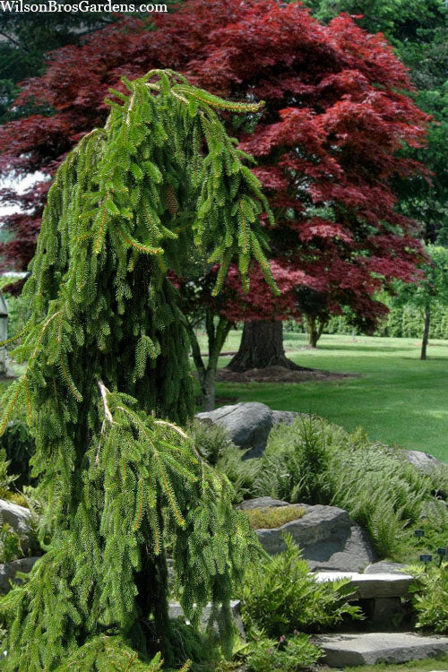 Weeping Norway Spruce (Picea Abies 'Pendula') - 3 Gallon Pot