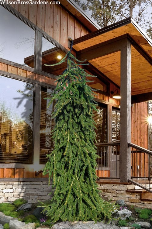  Weeping Norway Spruce (Picea Abies 'Pendula') - 5 Gallon Pot