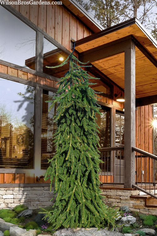 Weeping Norway Spruce (Picea Abies 'Pendula') - 5 Gallon Pot