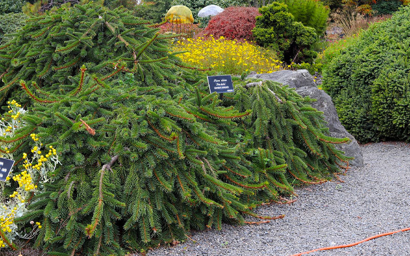  Weeping Norway Spruce (Picea Abies 'Pendula') - 1 Gallon Pot