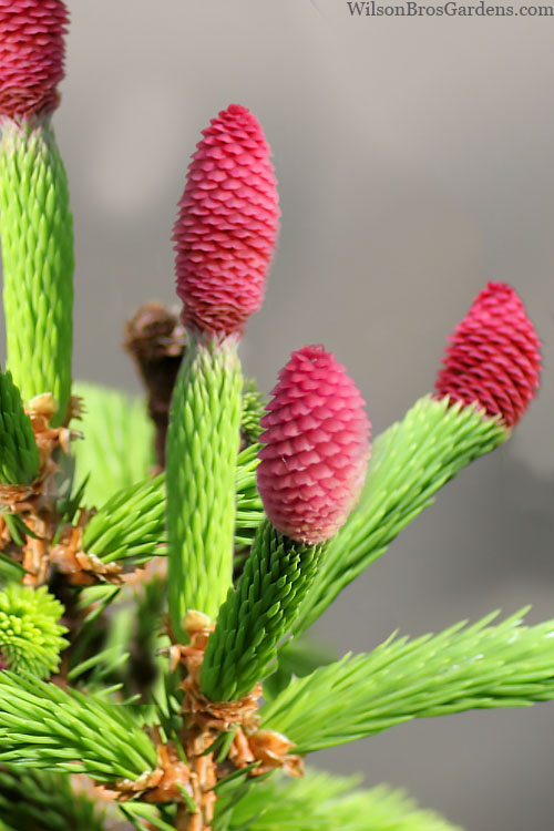  Pusch Dwarf Norway Spruce (Picea Abies) - 1 Gallon Pot