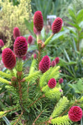  Pusch Dwarf Norway Spruce (Picea Abies) - 1 Gallon Pot