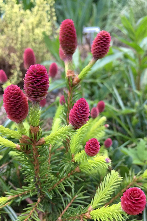  Pusch Dwarf Norway Spruce (Picea Abies) - 1 Gallon Pot