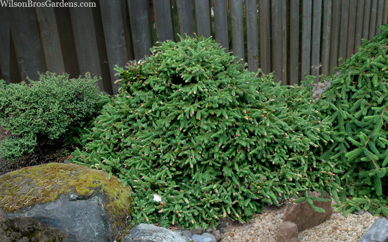  Pusch Dwarf Norway Spruce (Picea Abies) - 1 Gallon Pot