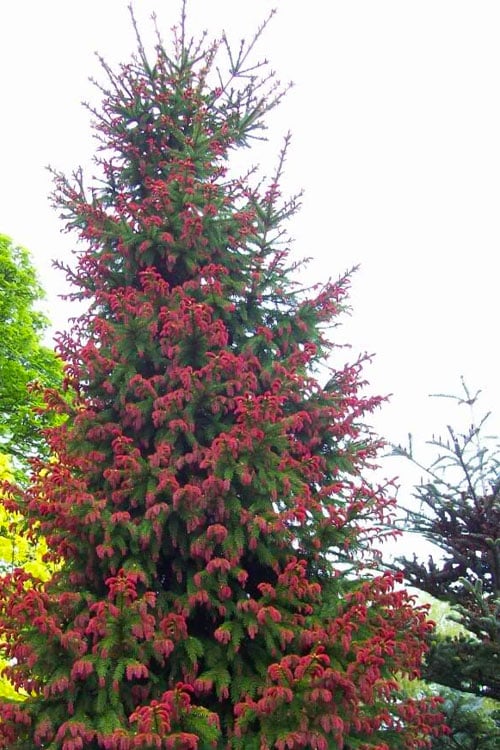  Red Tipped Norway Spruce (Picea Abies 'Rubra Spicata') - 6 Gallon Pot