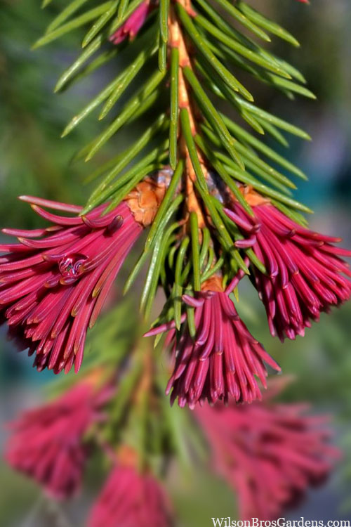  Red Tipped Norway Spruce (Picea Abies 'Rubra Spicata') - 1 Gallon Pot