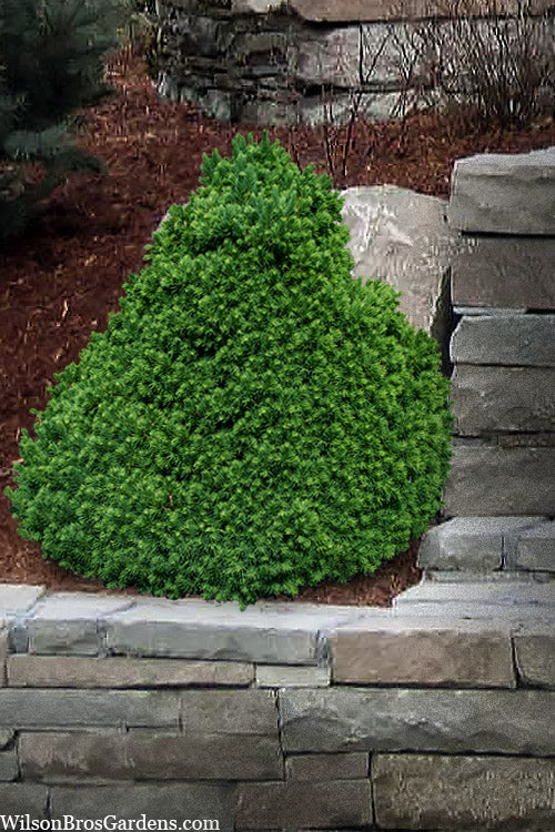  Tompa Dwarf Norway Spruce - 1 Gallon Pot