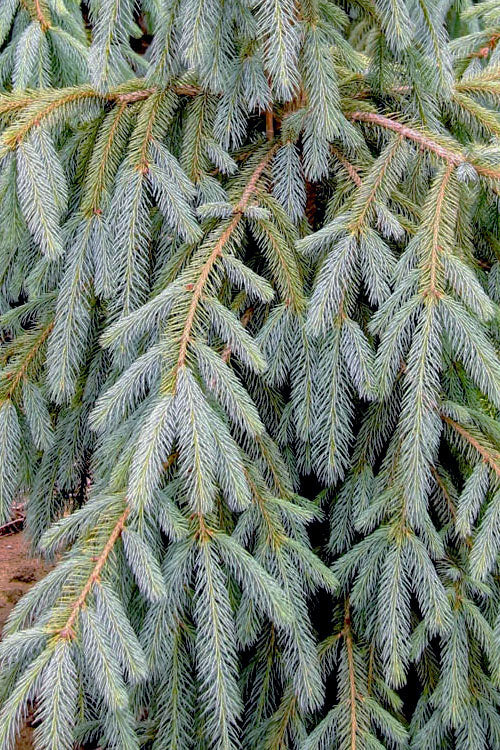  Bush's Lace Engelmann Spruce (Picea Engelmannii) - 5 Gallon Pot