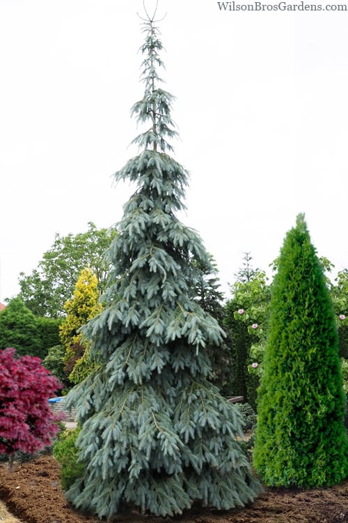  Bush's Lace Engelmann Spruce (Picea Engelmannii) - 3 Gallon Pot