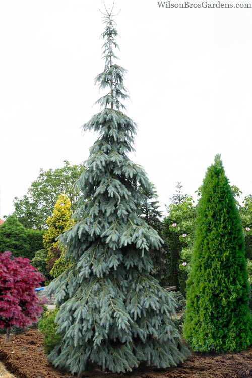  Bush's Lace Engelmann Spruce (Picea Engelmannii) - 5 Gallon Pot