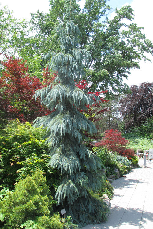  Bush's Lace Engelmann Spruce (Picea Engelmannii) - 5 Gallon Pot