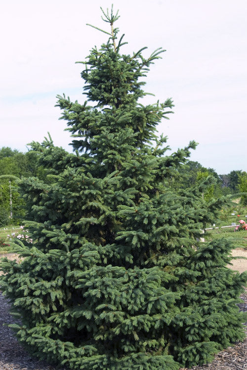  Black Hills Spruce Tree (Picea Glauca 'Densata') - 3 Gallon Pot