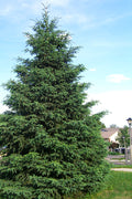  Black Hills Spruce Tree (Picea Glauca 'Densata') - 3 Gallon Pot
