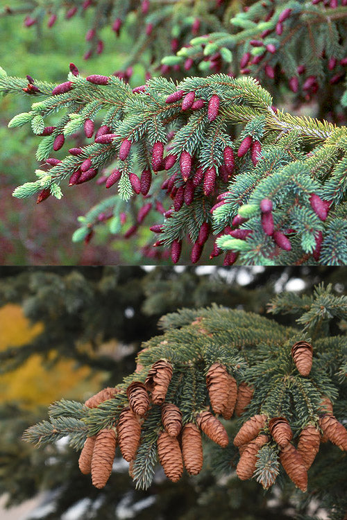  Black Hills Spruce Tree (Picea Glauca 'Densata') - 1 Gallon Pot