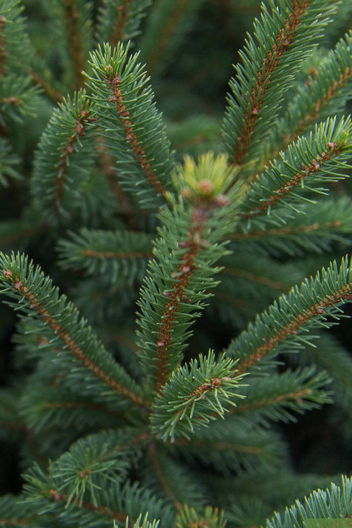  Black Hills Spruce Tree (Picea Glauca 'Densata') - 1 Gallon Pot