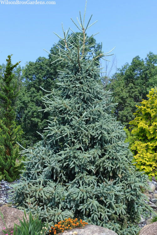  Hudson White Spruce (Picea Glauca 'Hudsonii') - 6 Gallon Pot