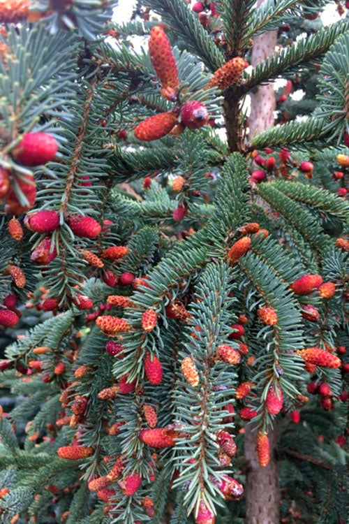  Hudson White Spruce (Picea Glauca 'Hudsonii') - 6 Gallon Pot