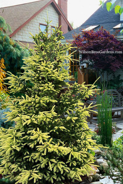  Mac's Golden White Spruce Tree (Picea Glauca) - 6 Gallon Pot