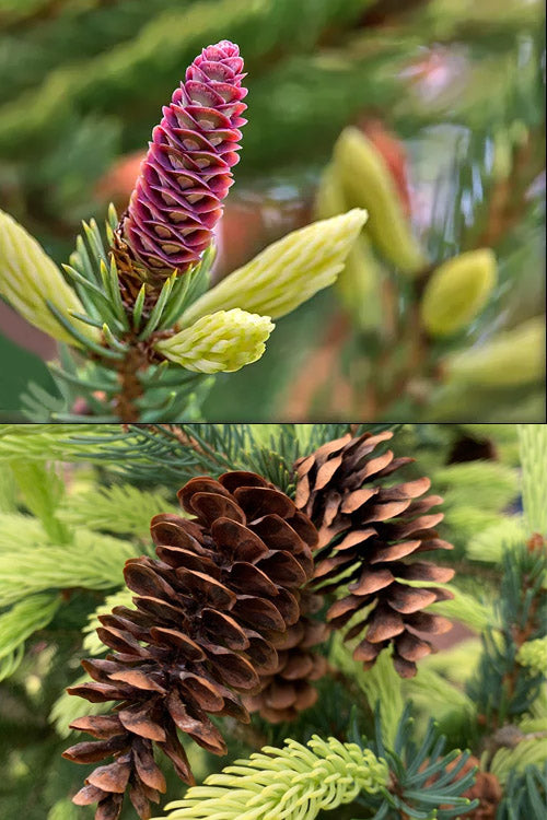  Mac's Golden White Spruce Tree (Picea Glauca) - 2 Gallon Pot