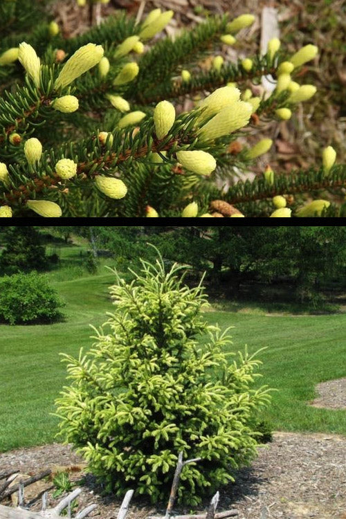  Mac's Golden White Spruce Tree (Picea Glauca) - 6 Gallon Pot