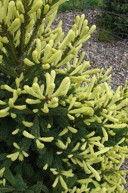  Mac's Golden White Spruce Tree (Picea Glauca) - 1 Gallon Pot