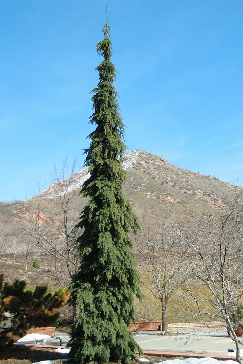  Weeping White Spruce (Picea Glauca 'Pendula') - 5 Gallon Pot