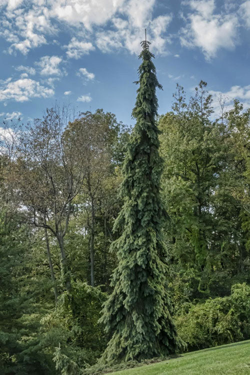  Weeping White Spruce (Picea Glauca 'Pendula') - 5 Gallon Pot