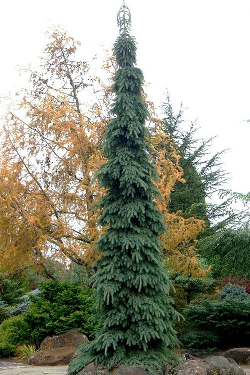  Weeping White Spruce (Picea Glauca 'Pendula') - 1 Gallon Pot
