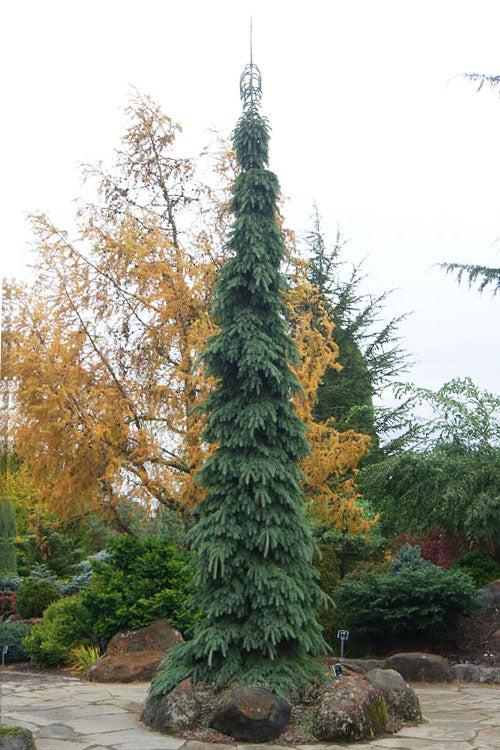  Weeping White Spruce (Picea Glauca 'Pendula') - 2 Gallon Pot