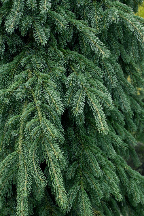 Weeping White Spruce (Picea Glauca 'Pendula') - 2 Gallon Pot