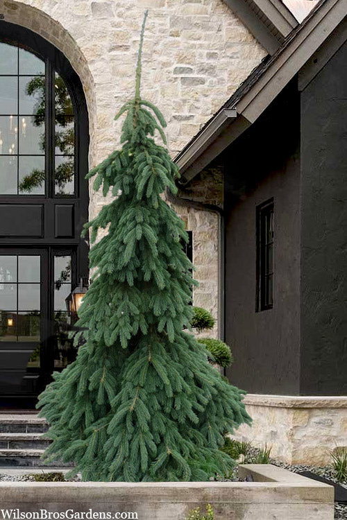  Weeping White Spruce (Picea Glauca 'Pendula') - 1 Gallon Pot