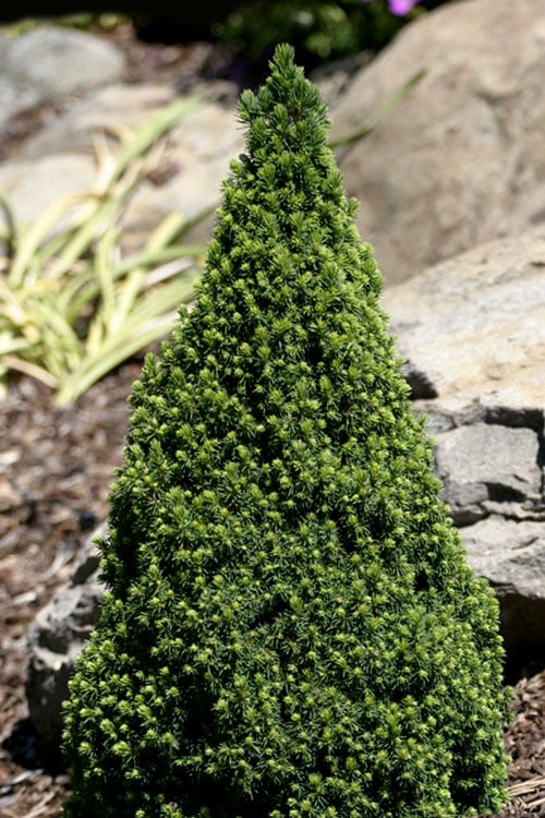  Pixie Miniature Dwarf Alberta Spruce - Quart Pot