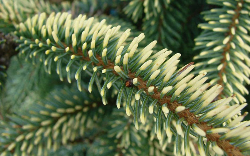  Variegated Black Hills Spruce Tree (Picea Mariana 'Aureovariegata') - 2 Gallon Pot