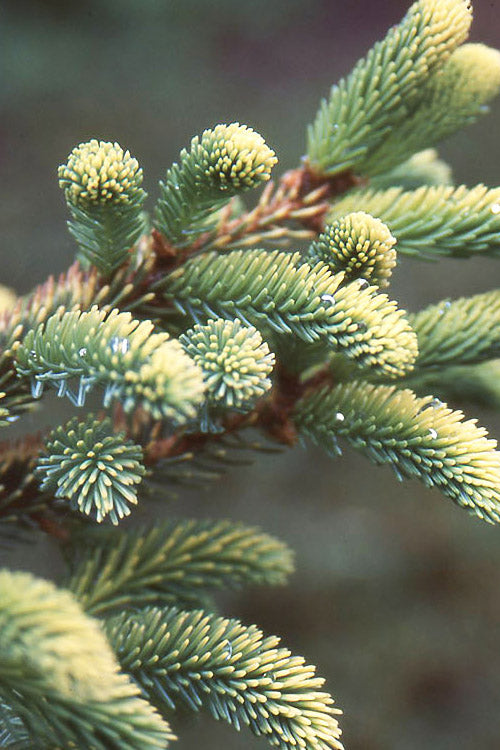  Variegated Black Hills Spruce Tree (Picea Mariana 'Aureovariegata') - 2 Gallon Pot