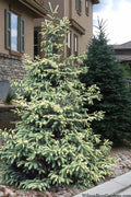  Variegated Black Hills Spruce Tree (Picea Mariana 'Aureovariegata') - 1 Gallon Pot