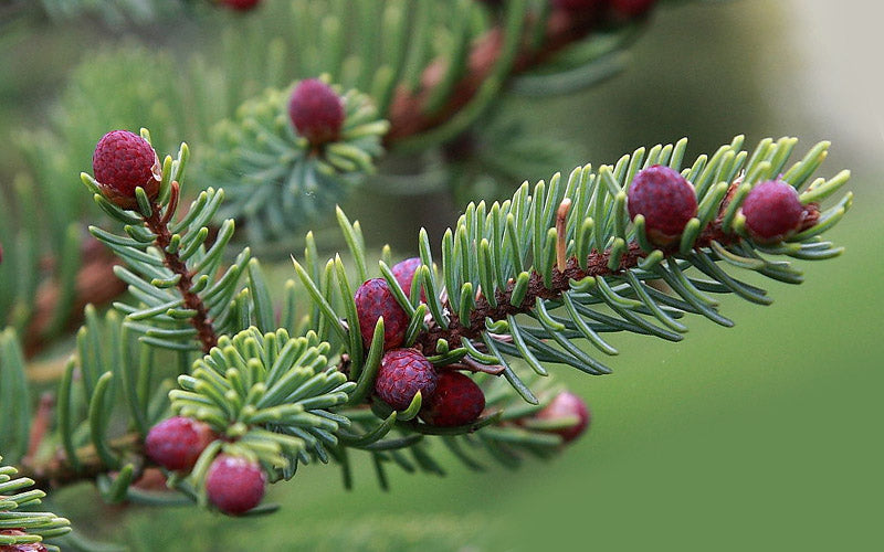  Variegated Black Hills Spruce Tree (Picea Mariana 'Aureovariegata') - 2 Gallon Pot