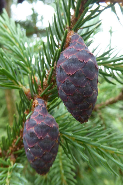  Columnar Black Spruce Tree - 1 Gallon Pot