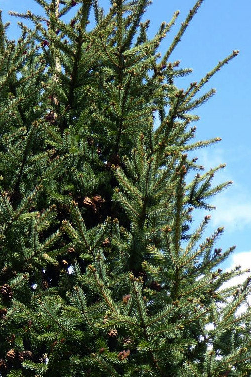  Columnar Black Spruce Tree - 1 Gallon Pot