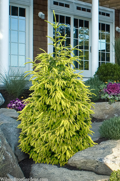  Early Gold Oriental Spruce - 3 Gallon Pot