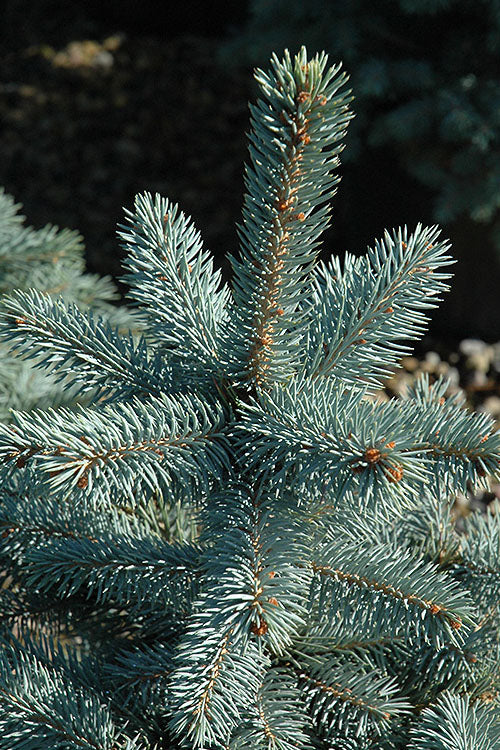 Baby Blue Eyes Colorado Spruce - 6 Gallon Pot