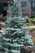  Baby Blue Eyes Colorado Spruce - 6 Gallon Pot