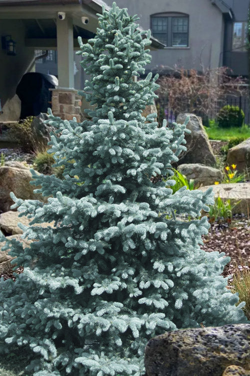  Baby Blue Eyes Colorado Spruce - 6 Gallon Pot