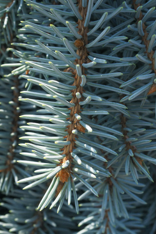  Blue Falls Weeping Colorado Spruce - 1 Gallon Pot