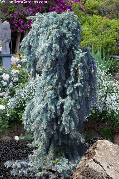  Blue Falls Weeping Colorado Spruce - 3 Gallon Pot
