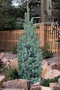  Blue Totem Colorado Blue Spruce - 1 Gallon Pot