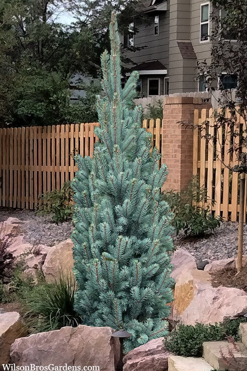  Blue Totem Colorado Blue Spruce - 1 Gallon Pot