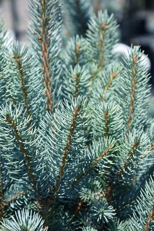  Blue Totem Colorado Blue Spruce - 1 Gallon Pot