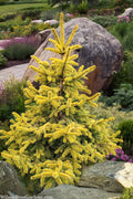  Cascade Campfire Golden Colorado Spruce - 6 Gallon Pot