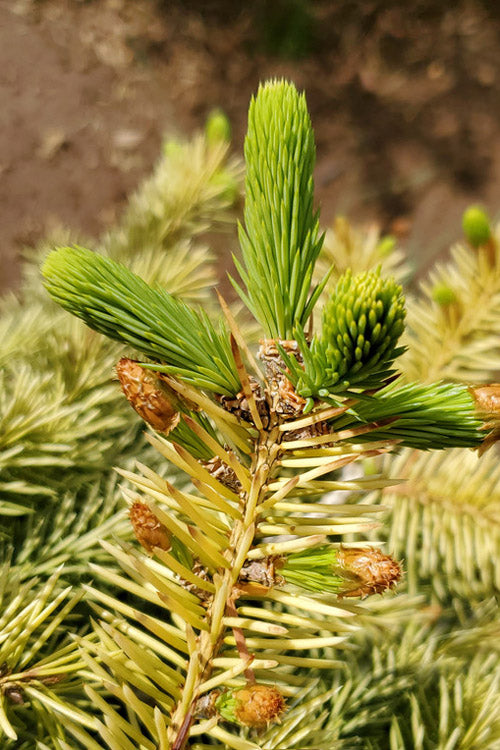  Cascade Campfire Golden Colorado Spruce - 6 Gallon Pot