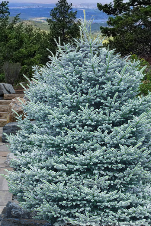  Fat Albert Colorado Blue Spruce (Picea Pungens) - 1 Gallon Pot